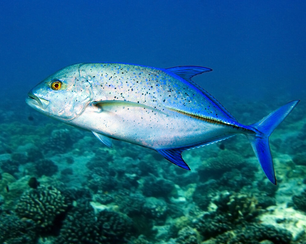 The bluefin trevally (Caranx melampygus)