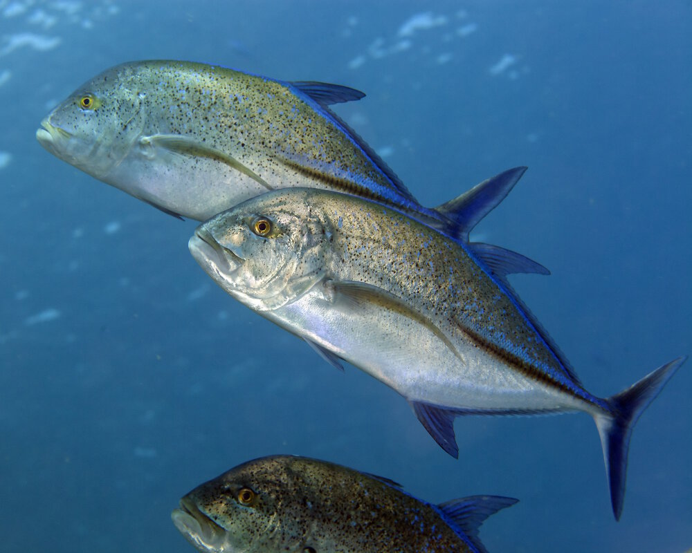 The bluefin trevally (Caranx melampygus)