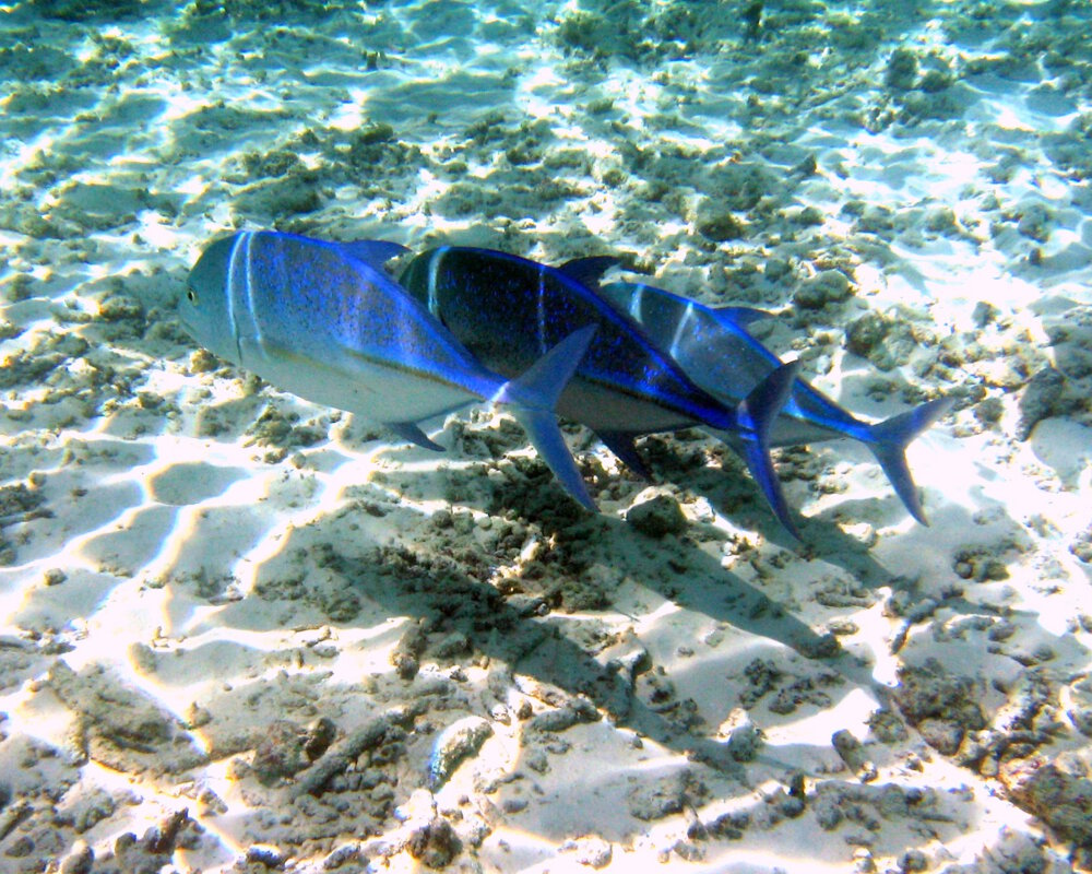 La carangue bleue évolue souvent en petits groupes ou en bancs