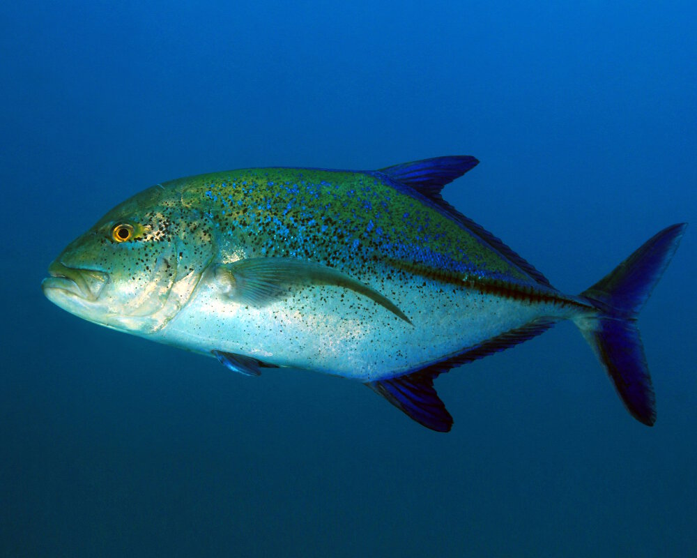 The bluefin trevally (Caranx melampygus)