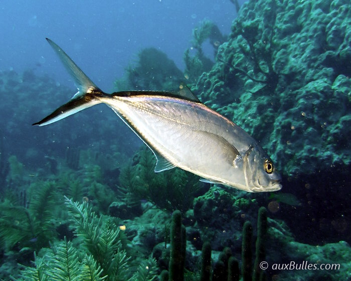 La carangue comade (Caranx ruber)