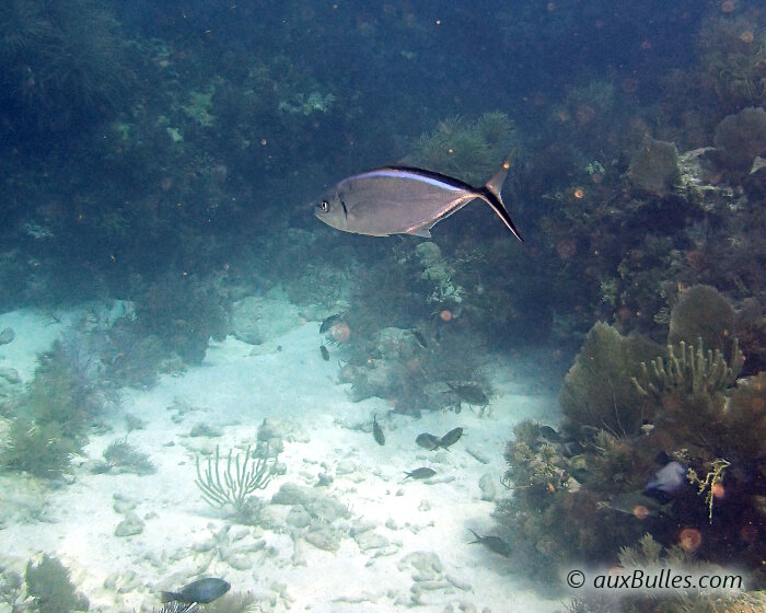 La carangue comade (Caranx ruber)