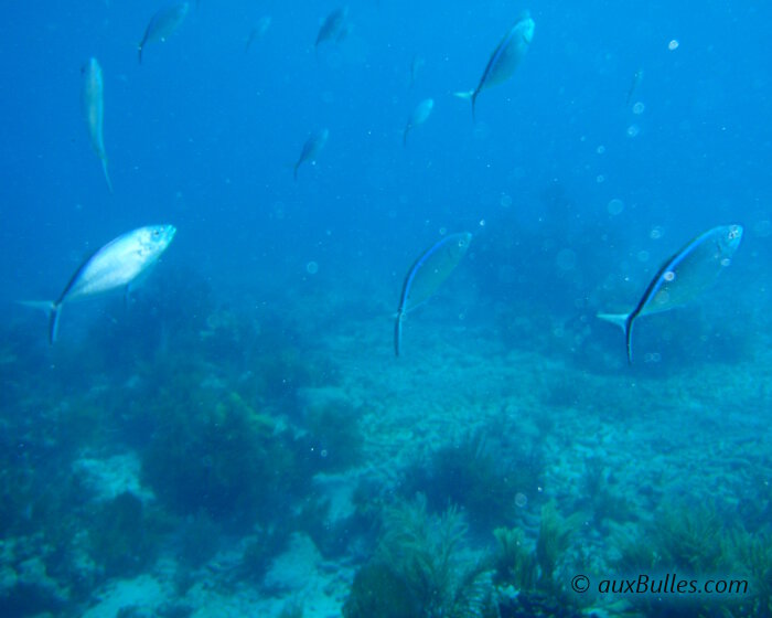 La carangue comade (Caranx ruber)