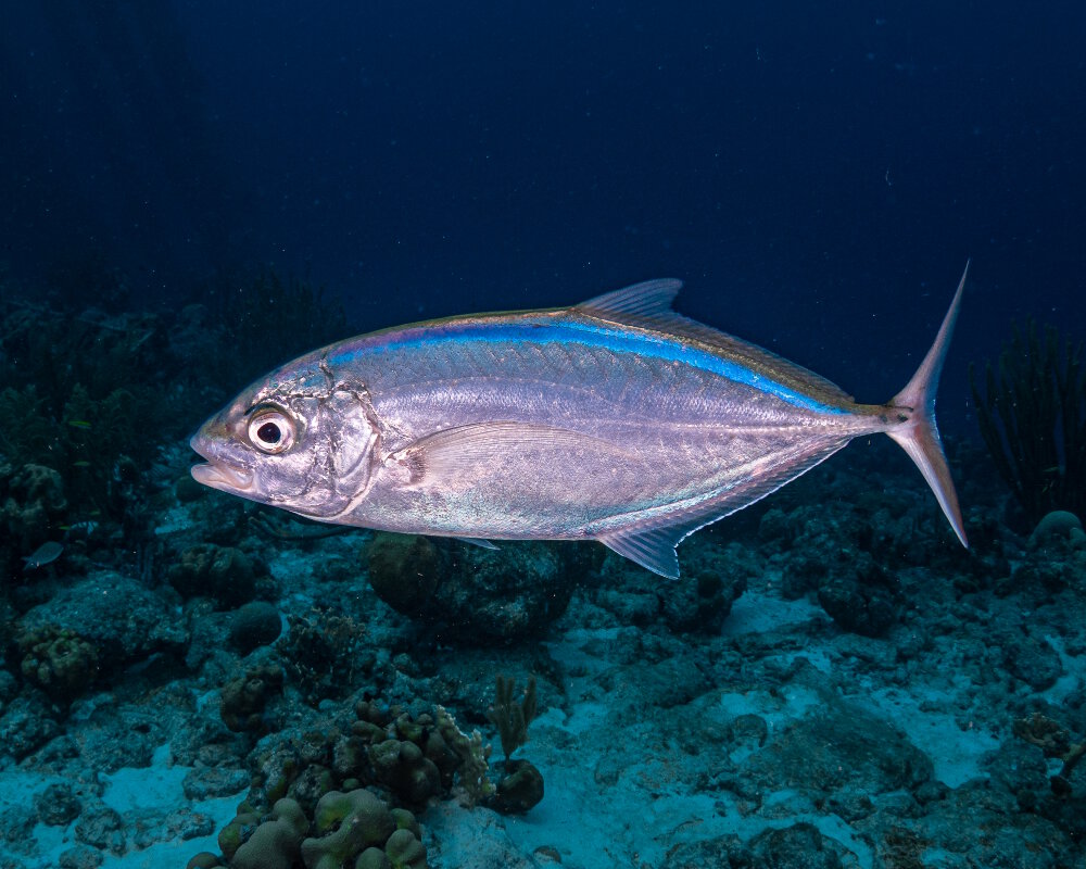 La carangue coubali (Caranx crysos) La carangue coubali (Caranx crysos)