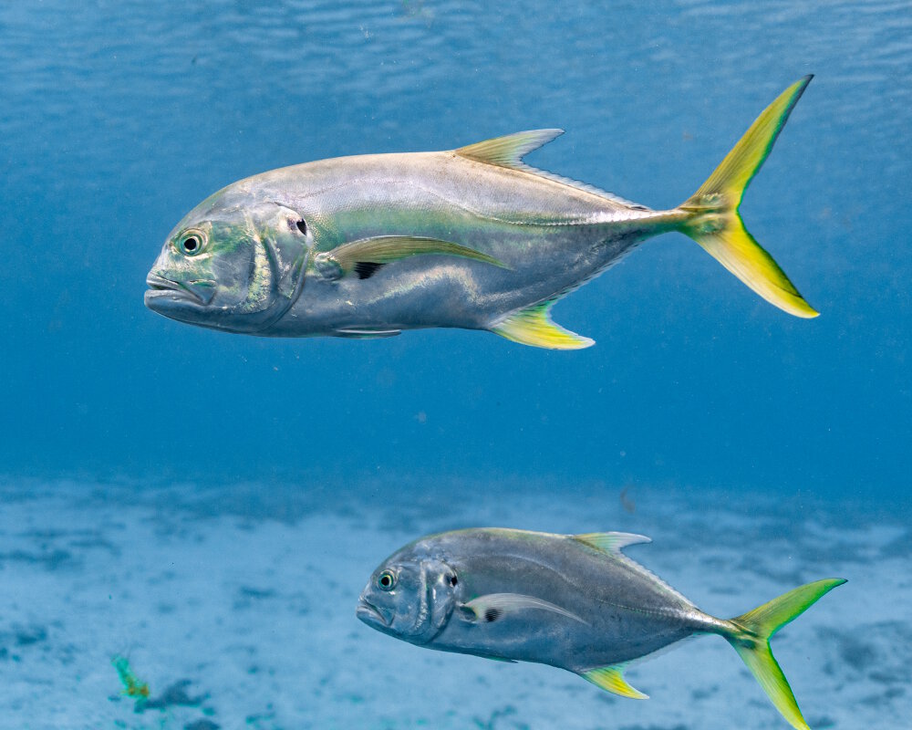 La carangue crevalle (Caranx hippos)