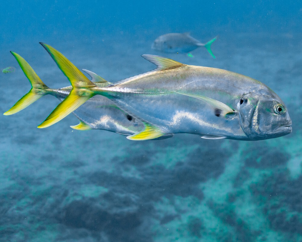 La carangue crevalle (Caranx hippos)