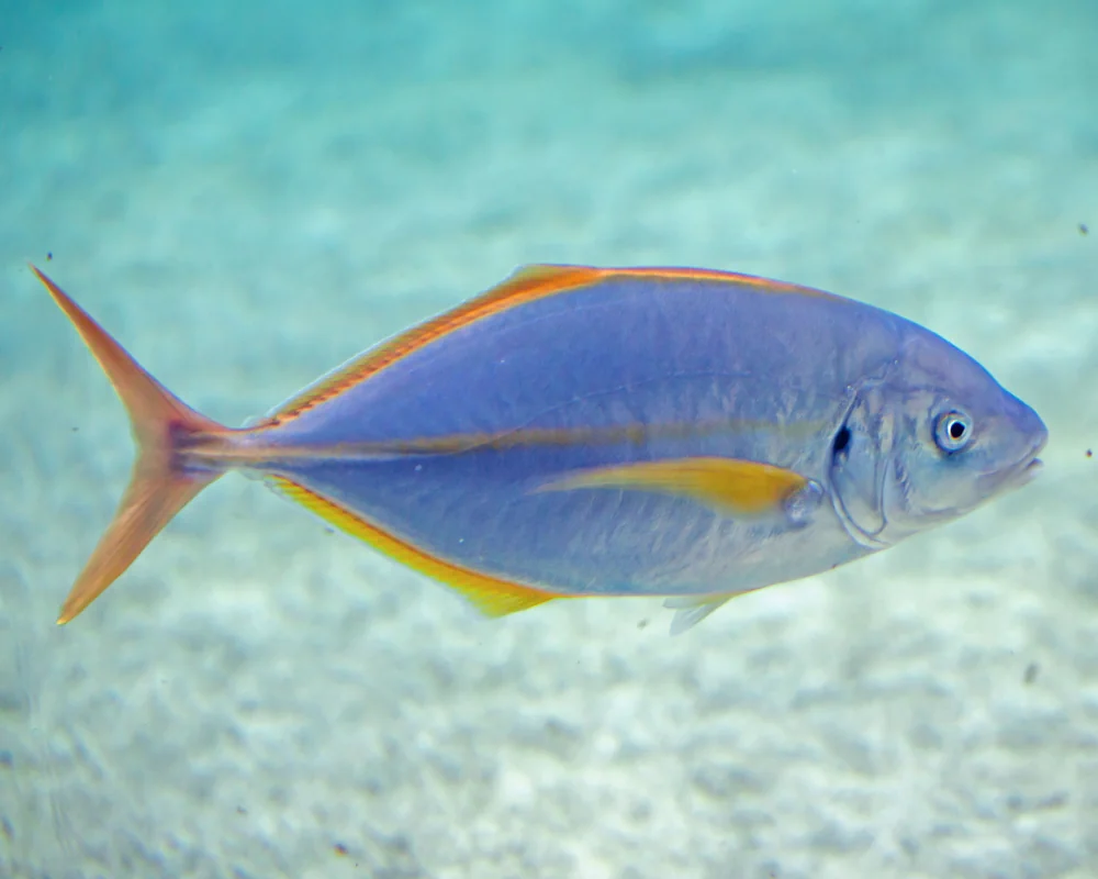 La carangue dentue (Pseudocaranx dentex) présente une bande jaune le long des flancs et une tache sombre sur la partie supérieure de l'opercule La carangue dentue (Pseudocaranx dentex) présente une bande jaune le long des flancs et une tache sombre sur la partie supérieure de l'opercule