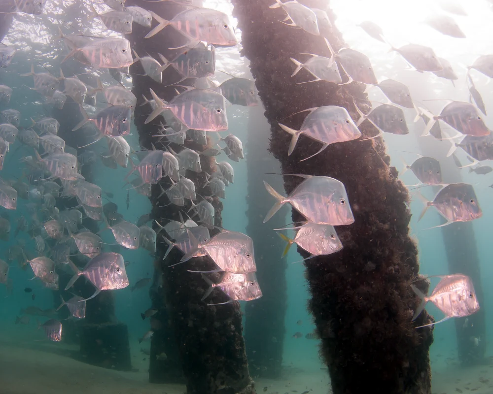 A school of lookdown beneath a pier in southern Florida A school of lookdown beneath a pier in southern Florida