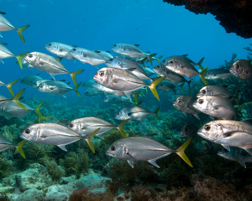 Un banc de carangues mayoles (Caranx latus)