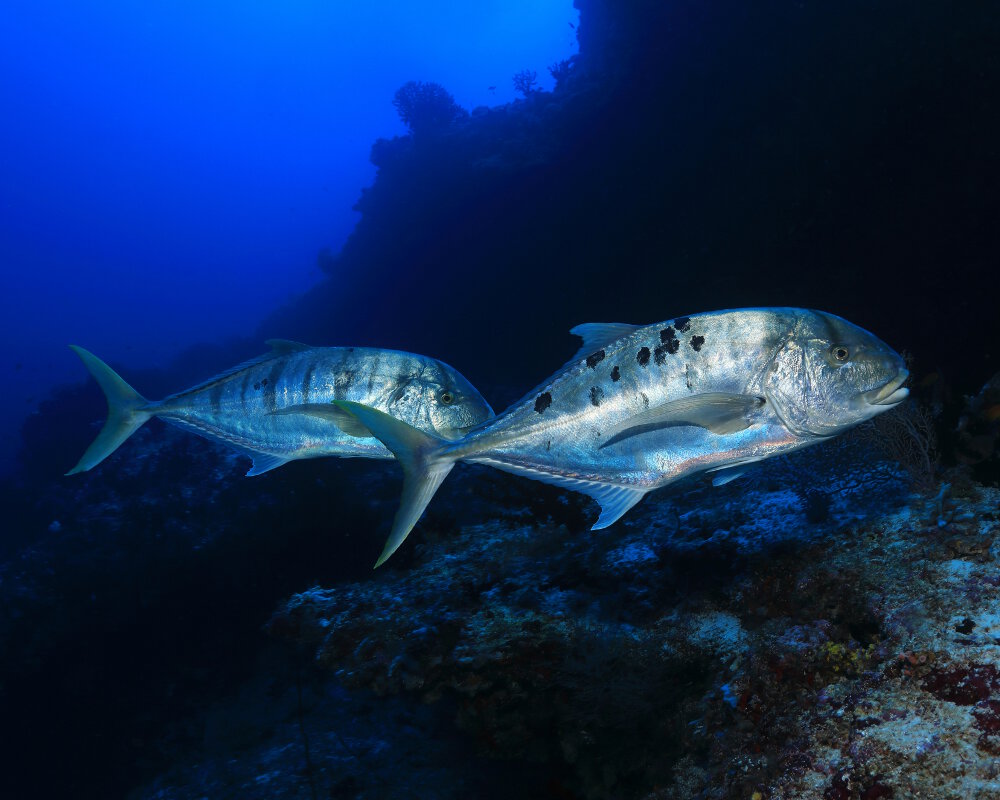 La carangue royale jaune (Gnathanodon speciosus)