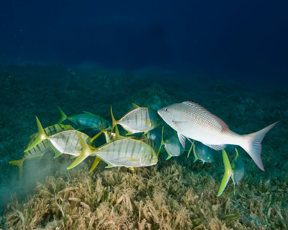 La carangue royale jaune (Gnathanodon speciosus)