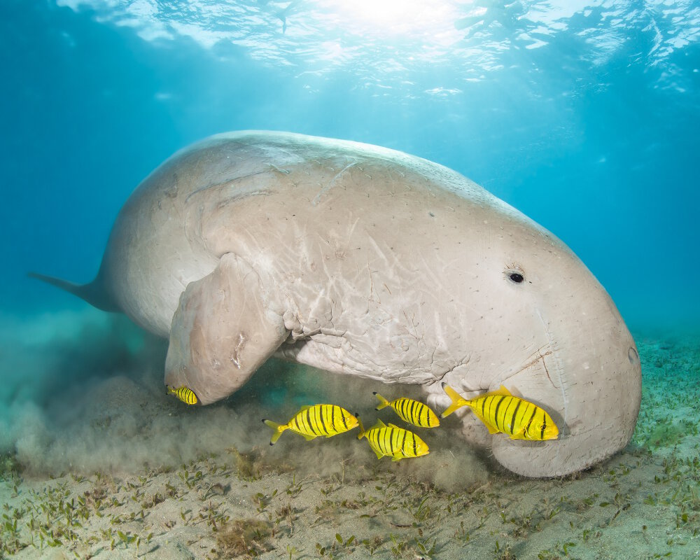 Un dugong escorté par des carangues jaunes (Gnathanodon speciosus)