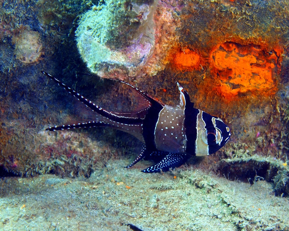 L'apogon de Banggai (Pterapogon kauderni)