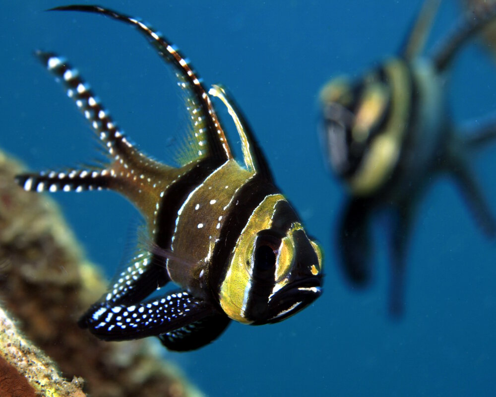 L'apogon de Banggai (Pterapogon kauderni)