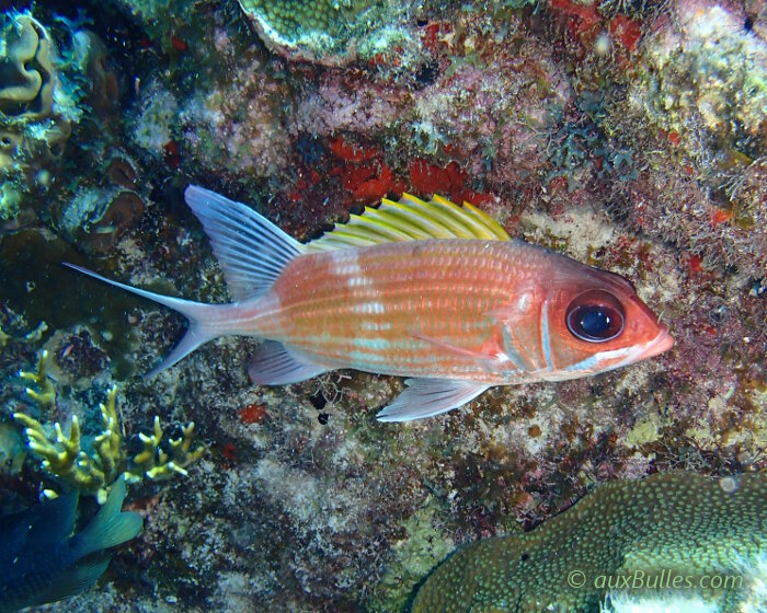 Le cardinal blanc (Holocentrus adscensionis)