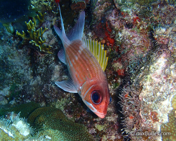 Le cardinal blanc (Holocentrus adscensionis)