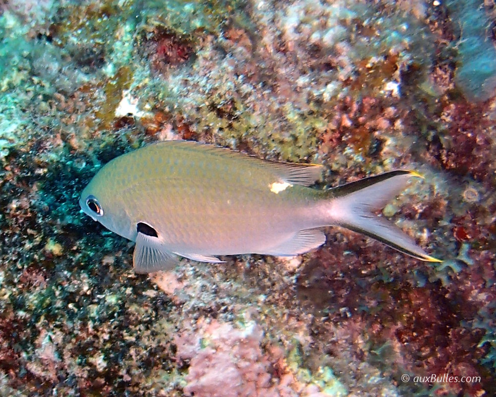 La castagnole brune (Chromis multilineata) La castagnole brune (Chromis multilineata)