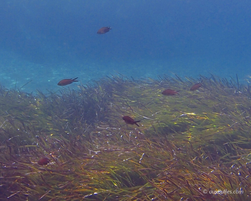 La castagnole (Chromis chromis)