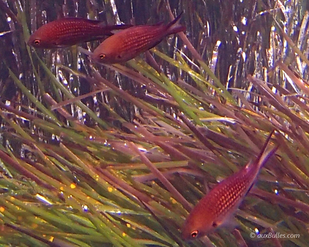 La castagnole (Chromis chromis)