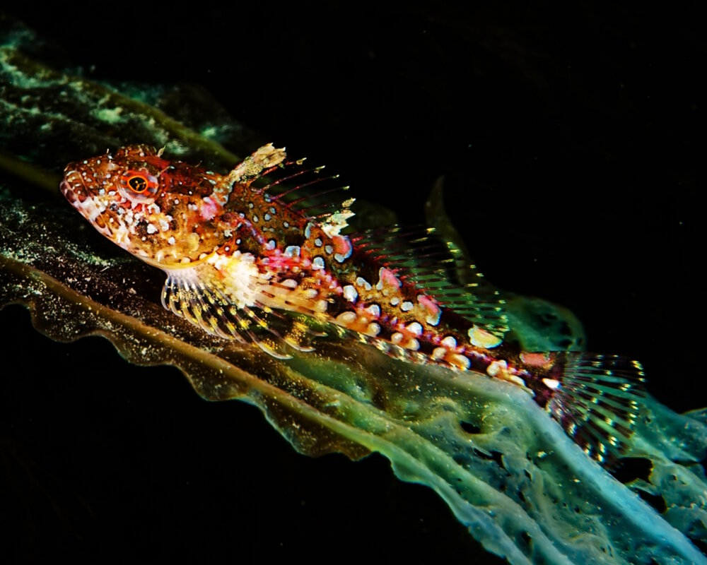 Le chabot élégant (Bero elegans) Le chabot élégant (Bero elegans)