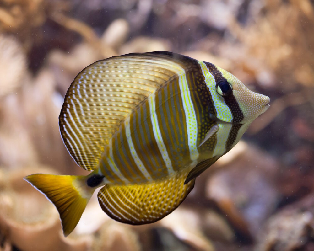 Le poisson chirurgien à voile (Zebrasoma velifer)