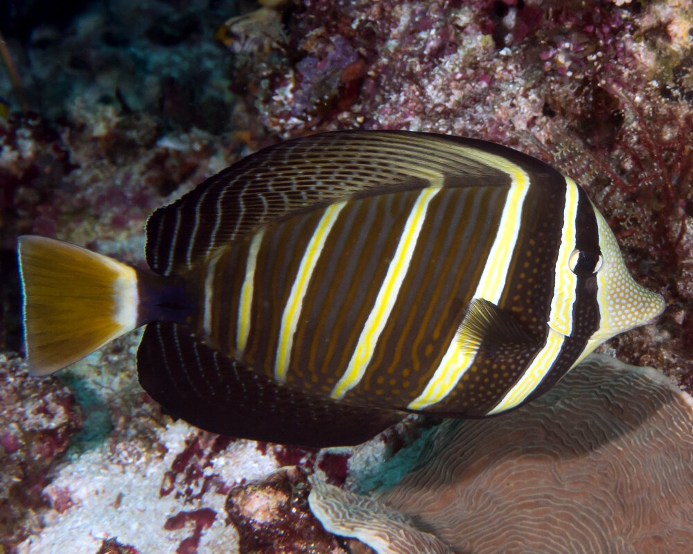 Le poisson chirurgien à voile (Zebrasoma velifer)