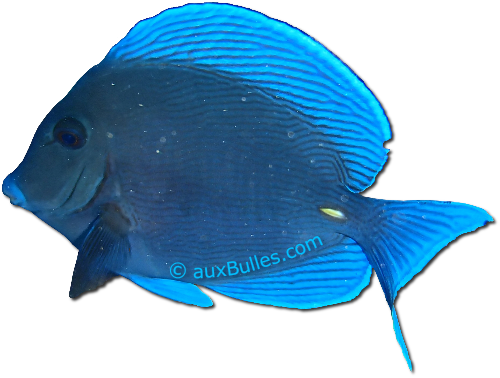 Le poisson chirurgien bleu (Acanthurus coeruleus)