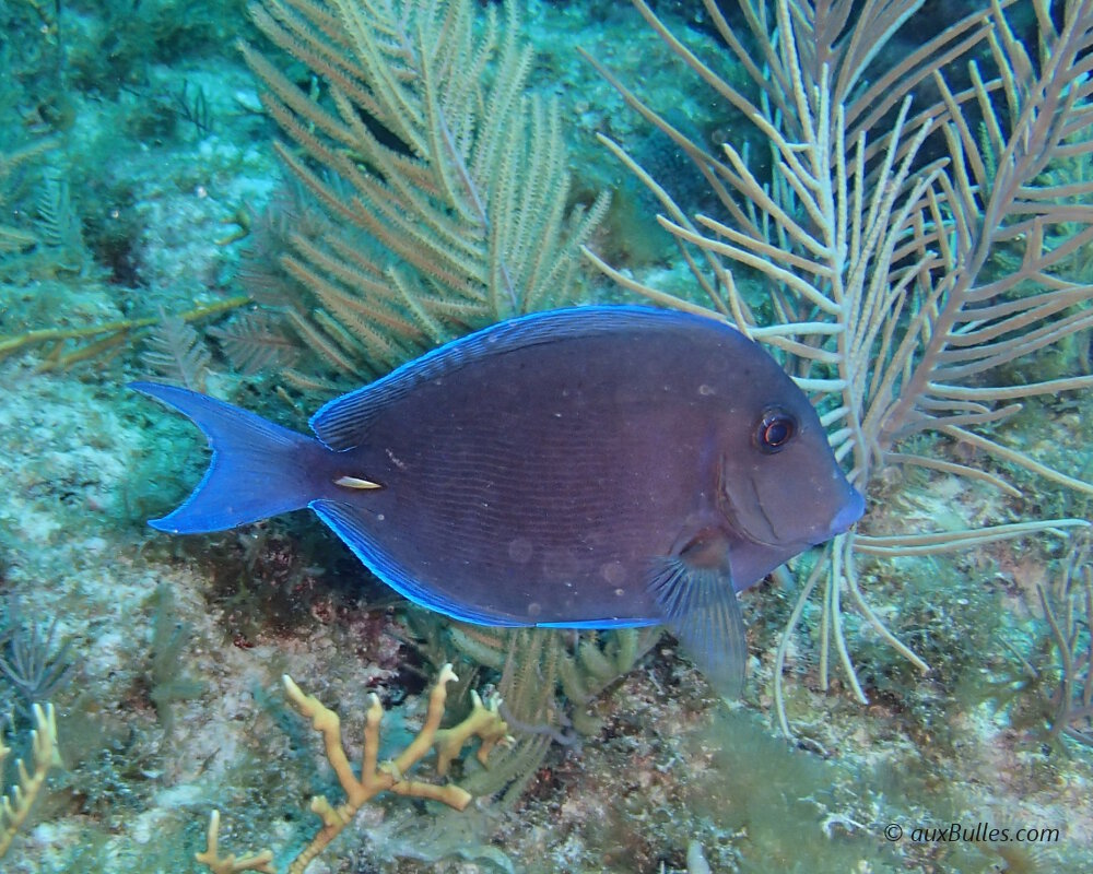 Note the presence of a sharp, lateral spine at the base of the blue tang's tail ! Note the presence of a sharp, lateral spine at the base of the blue tang's tail !