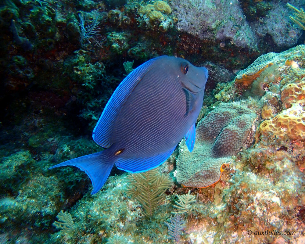 Le poisson chirurgien bleu (Acanthurus coeruleus)