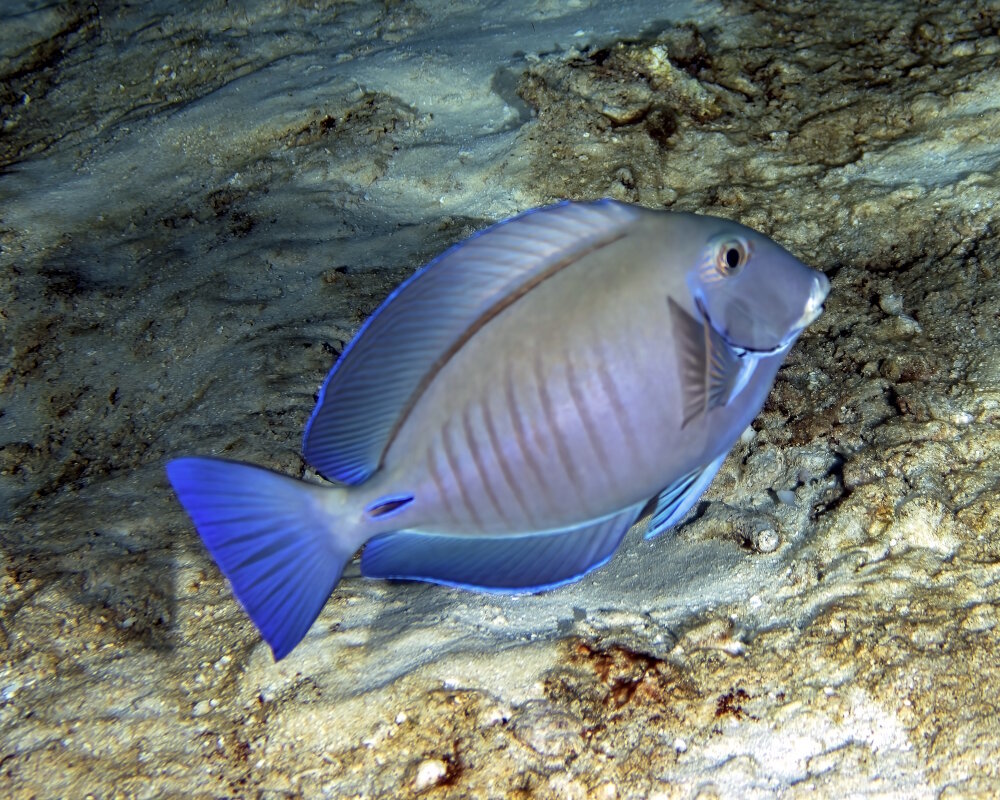 The doctorfish (Acanthurus chirurgus)