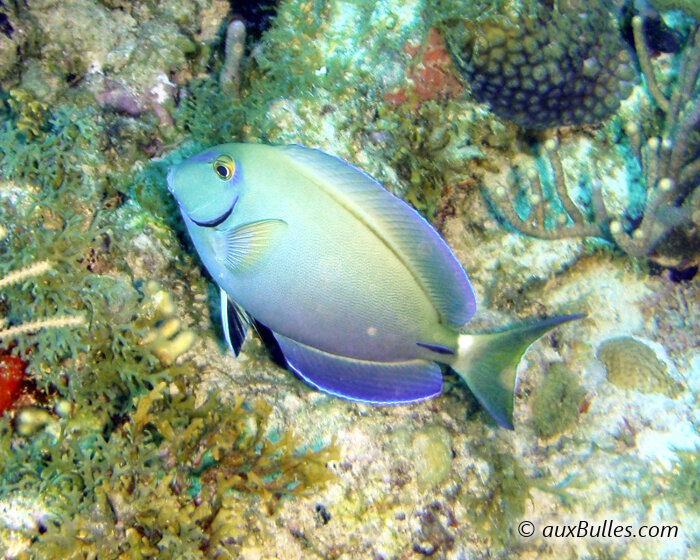 Le poisson chirurgien marron (Acanthurus bahianus) Le poisson chirurgien marron (Acanthurus bahianus)