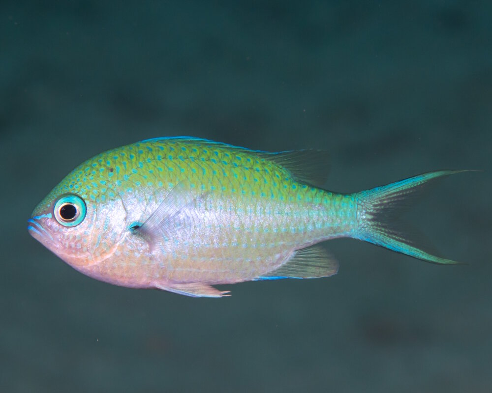 Le chromis atripectoralis (Chromis atripectoralis) Le chromis atripectoralis (Chromis atripectoralis)