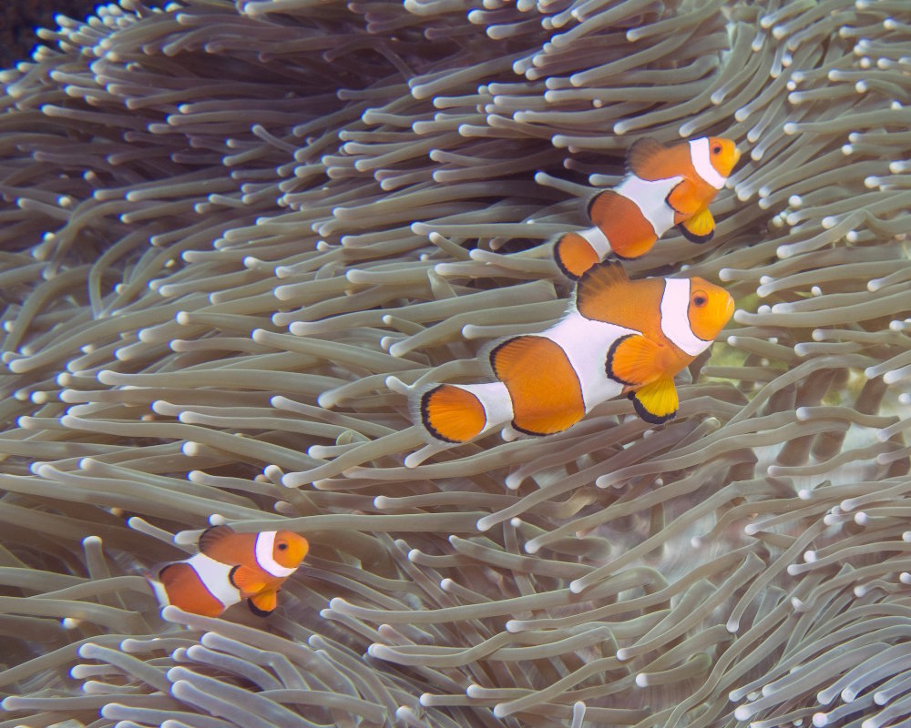 A family of false clownfish (Amphiprion ocellaris) on a magnificent sea anemone (Heteractis magnifica) off the coast of Komodo National Park, Indonesia A family of false clownfish (Amphiprion ocellaris) on a magnificent sea anemone (Heteractis magnifica) off the coast of Komodo National Park, Indonesia