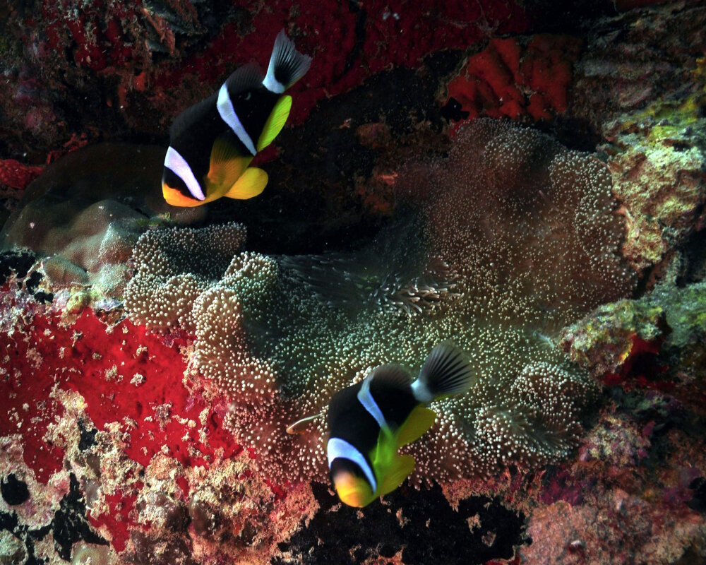 Le poisson clown des Seychelles (Amphiprion fuscocaudatus)