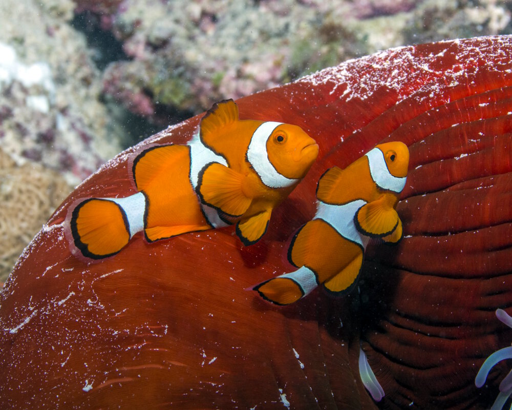 Le poisson clown du Pacifique ou Némo (Amphiprion percula)