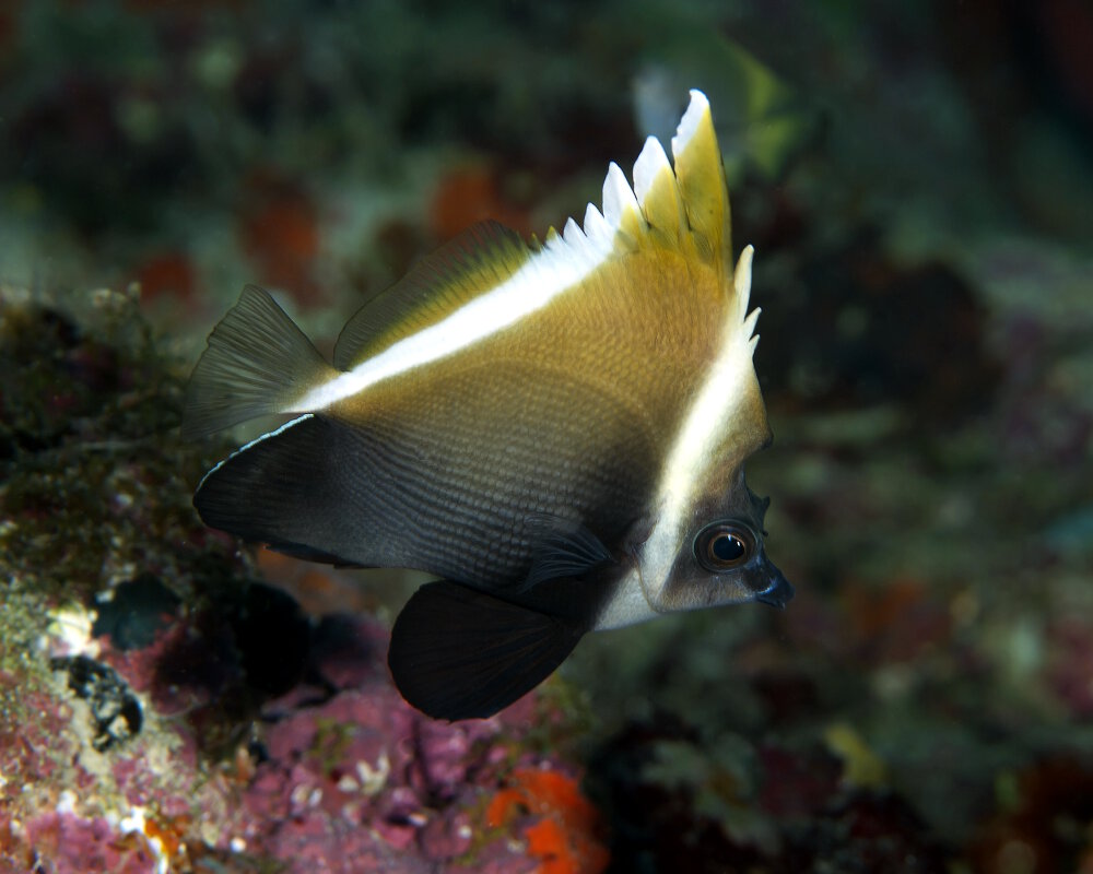 Le poisson cocher noir (Heniochus varius)