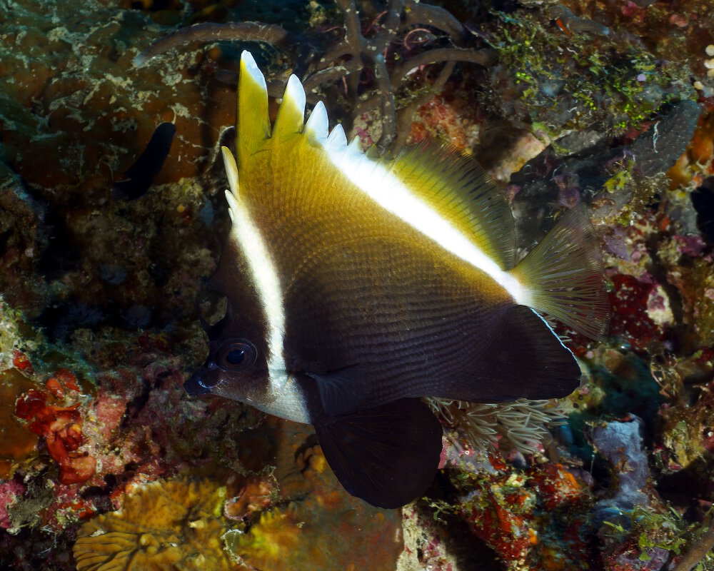 Le poisson cocher noir (Heniochus varius)