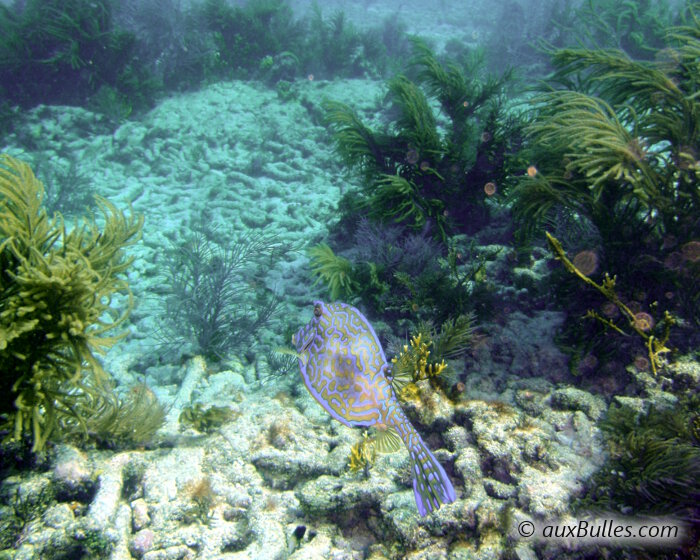 The scrawled cowfish (Acanthostracion quadricornis) The scrawled cowfish (Acanthostracion quadricornis)