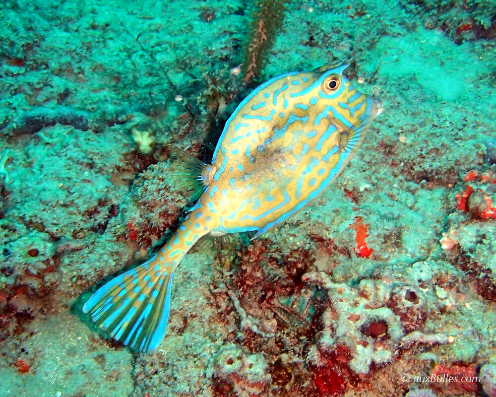 Le poisson coffre graffitis présente des tâches et rayures bleutées désordonnées caractéristiques semblables à des graffitis !