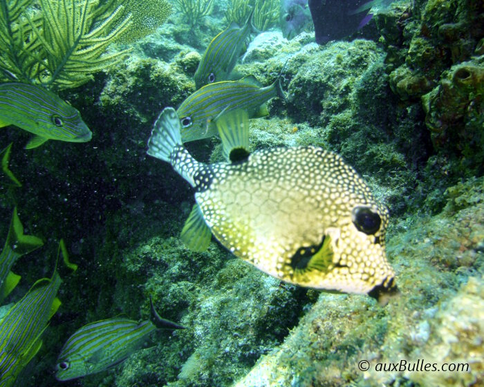 Le poisson coffre mouton (Rhinesomus triqueter)