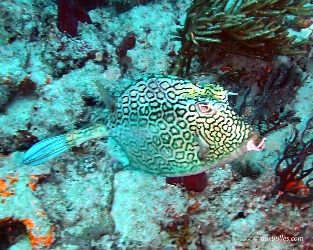 The honeycomb cowfish (Acanthostracion polygonium) The honeycomb cowfish (Acanthostracion polygonium)