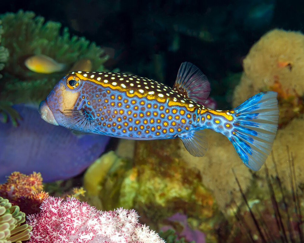 Le poisson coffre pintade (Ostracion meleagris)