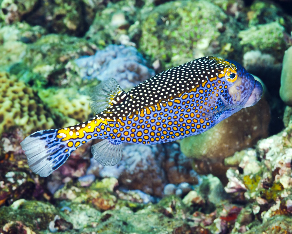 Le poisson coffre pintade (Ostracion meleagris)