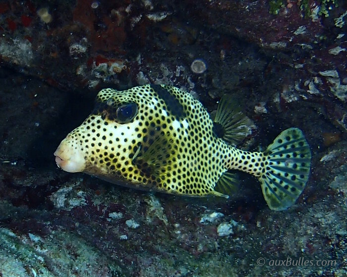 Le poisson coffre zinga (Lactophrys bicaudalis)