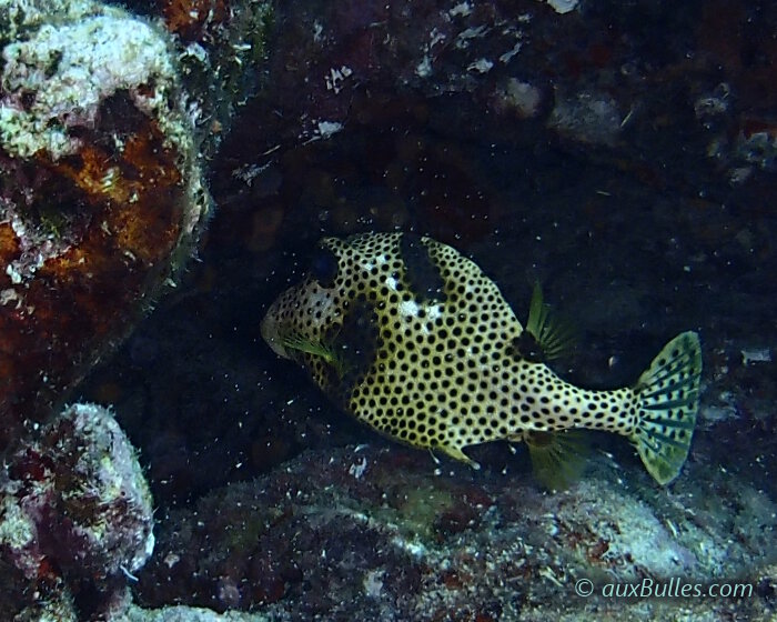 Le poisson coffre zinga (Lactophrys bicaudalis)