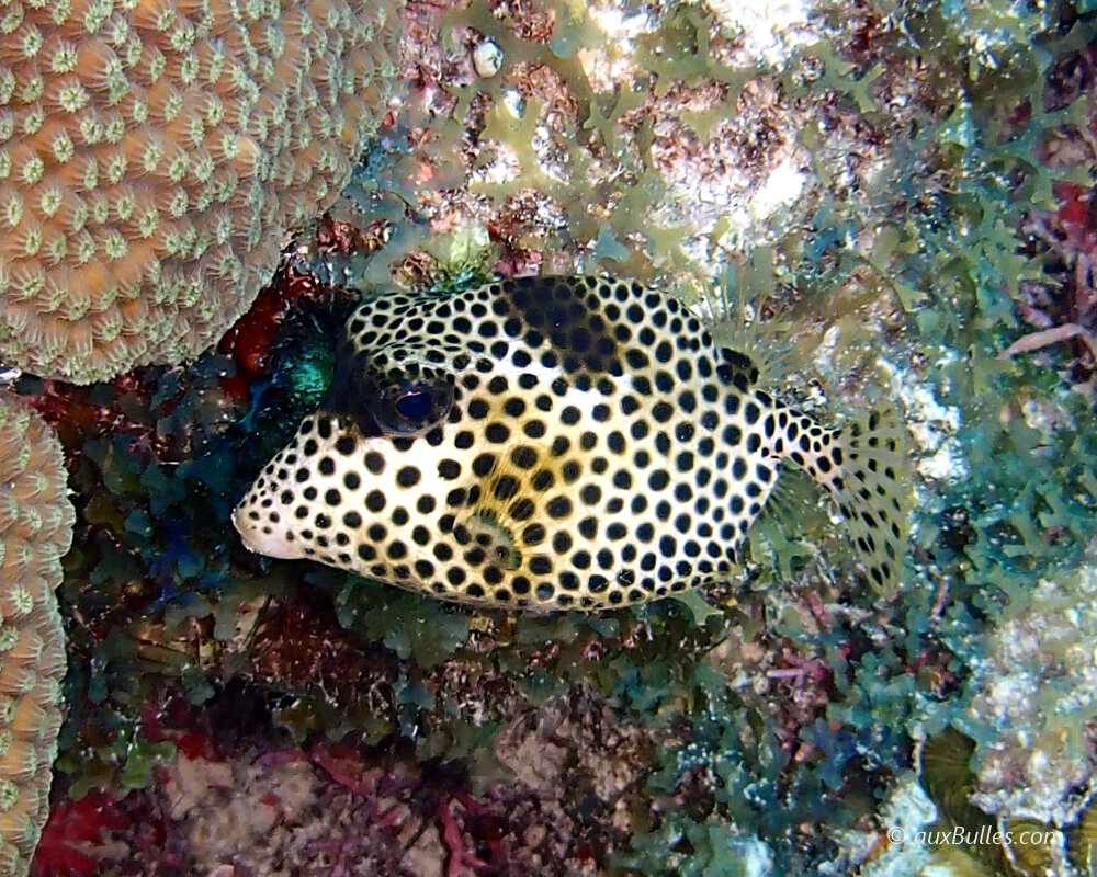 Le poisson coffre zinga (Lactophrys bicaudalis)