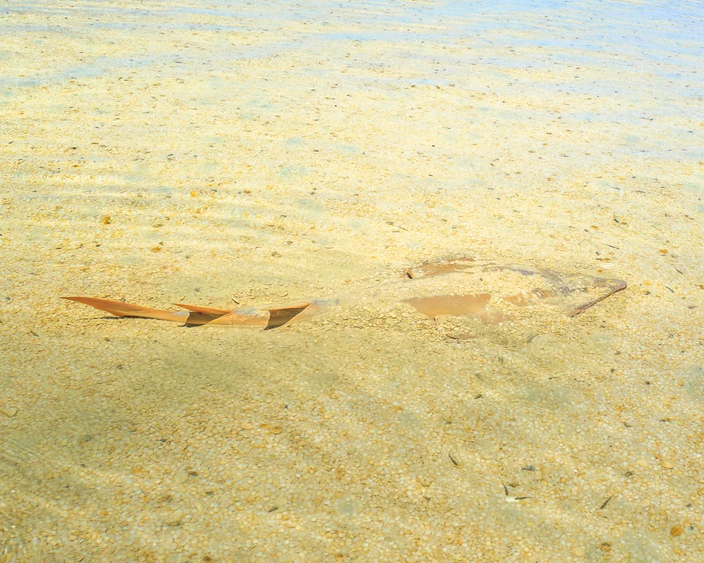 A whitespotted wedgefish (Rhynchobatus australiae) partially camouflaged in the sand in the crystal-clear waters of Shell Beach, Shark Bay, Western Australia A whitespotted wedgefish (Rhynchobatus australiae) partially camouflaged in the sand in the crystal-clear waters of Shell Beach, Shark Bay, Western Australia