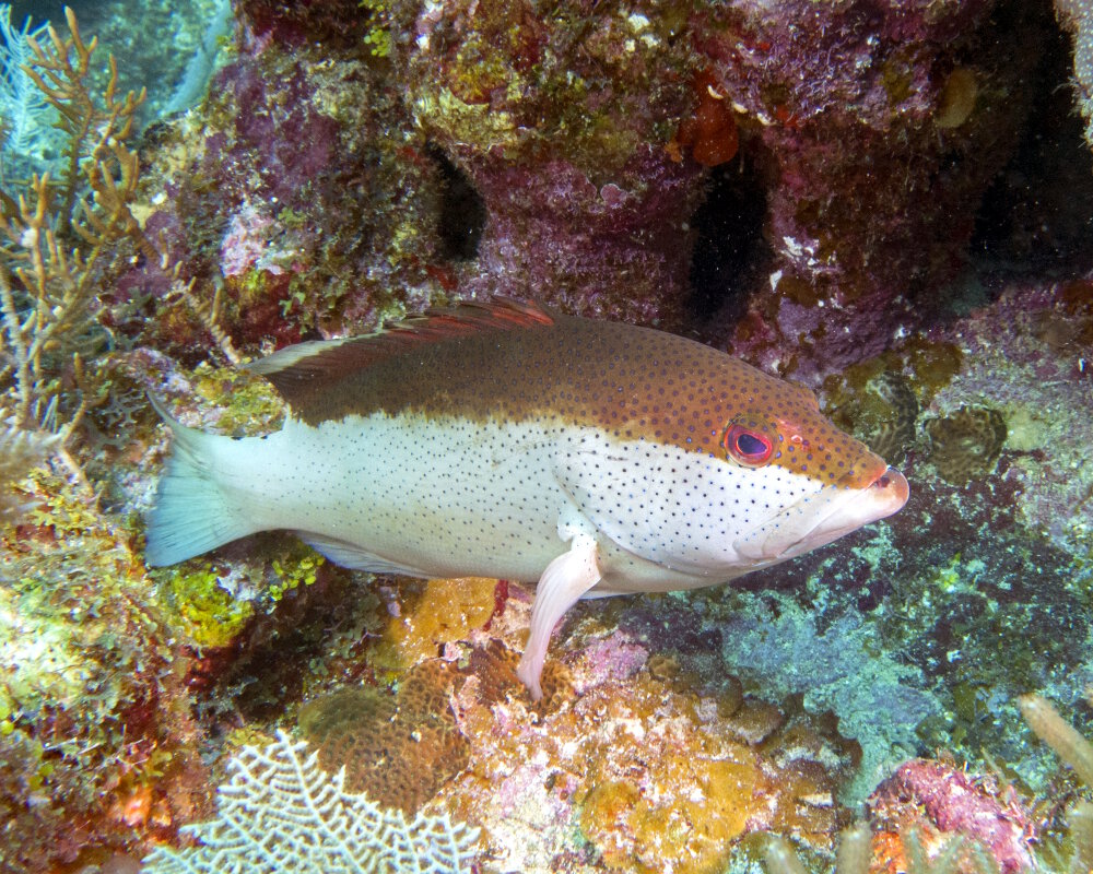 Le coné ouatalibi (Cephalopholis fulva) Le coné ouatalibi (Cephalopholis fulva)