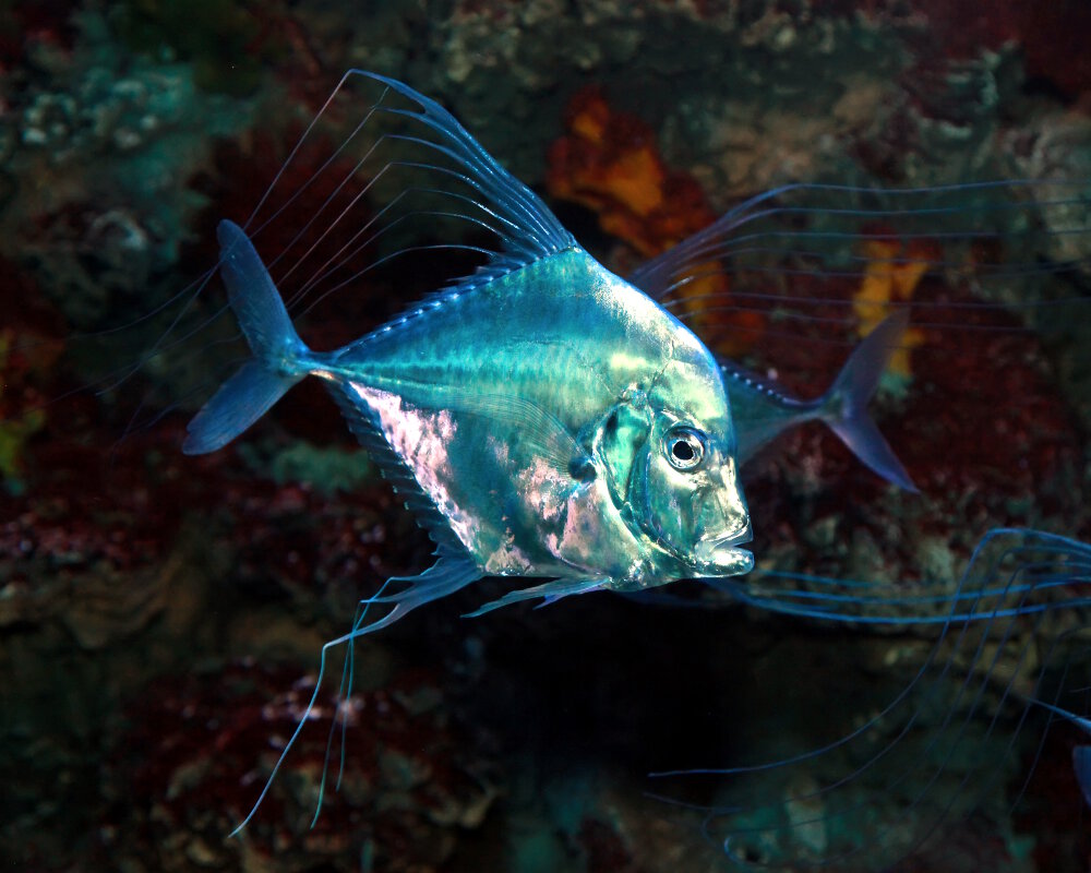 Le cordonnier plume (Alectis indica)
