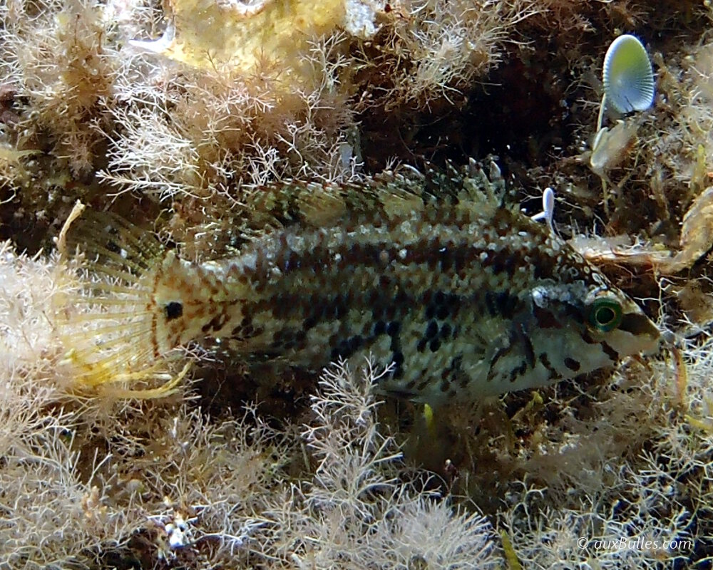 Le crénilabre à cinq tâches (Symphodus roissali) Le crénilabre à cinq tâches (Symphodus roissali)